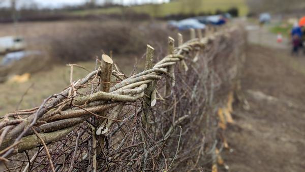 A well-laid hedge