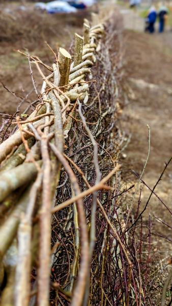 A well-laid hedge