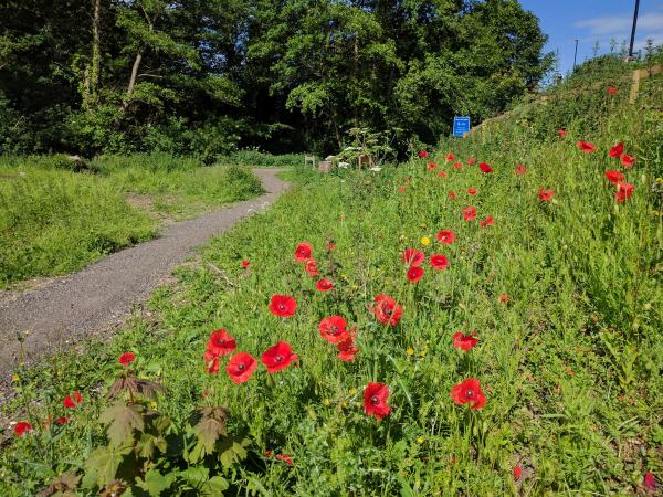 The flowers soon returned