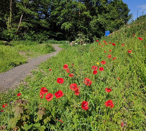 Poppies at Pan Mill Meadows